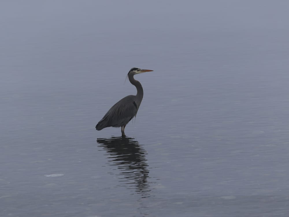 A great blue heron standing in still water in the morning mist, at the edge of the estuary.