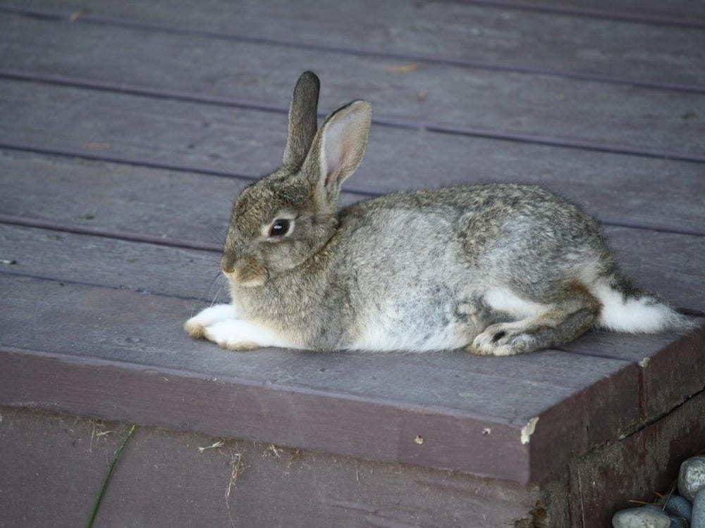 A brown rabbit sitting on a wooden cottage deck in the evening sun.